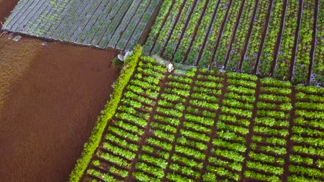Aerial-view-showing-worker-spraying-herbicides-and-insecticide-on-agricultural-natural-field-in-season