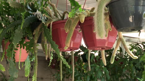 Pots-with-cactus-hanging-indoors,-small-indoor-garden