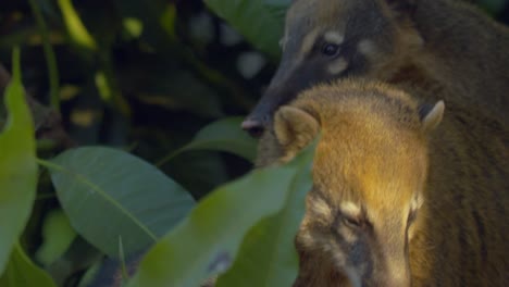a-group-or-band-of-young-coatis-hiding-in-the-undergrowth-in-a-close-up-shot