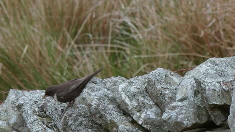 Ring-ouzel-female-purched-on-dry-stone-wall-on-upland-breeding-grounds