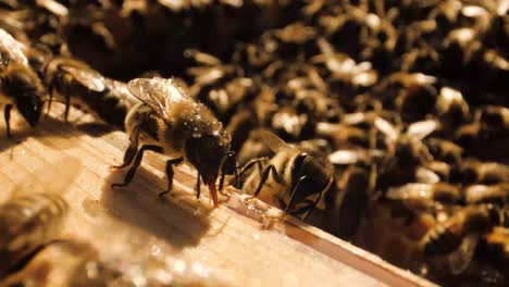 Makro-Schieberegler,-Aufgenommen-Von-Der-Spitze-Des-Bienenstocks,-Wo-Viele-Bienen-Arbeiten