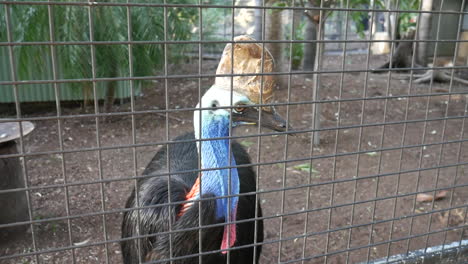 fantastic-shot-of-a-common-cassowary-in-Australia-in-a-zoo-cage