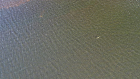 Aerial-footage-of-a-large-shark-swimming-in-shallow-waters-of-St