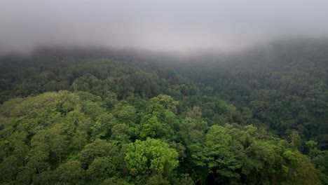 Primer-Plano-Cinematográfico-De-La-Vasta-Selva-Tropical-Paisaje-De-La-Selva-Textura-De-Fondo-Clima-Nublado-En-La-Isla-De-Sumbawa,-Indonesia