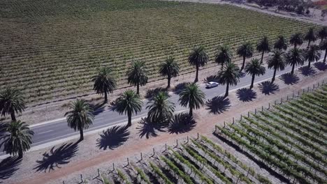 Aerial-View-Of-A-Car-Driving-Across-The-Famous-Palm-Trees-Along-Seppeltsfield-Road-In-Barossa-Valley,-Adelaide-In-South-Australia