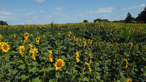 Schöne-Panoramaaufnahme-Von-Sonnenblumenfeldern-An-Einem-Sonnigen-Tag