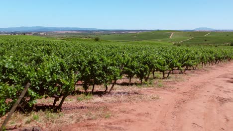 Schöne-Aussicht-Auf-Gepflanzte-Reihen-Von-Bio-Traubenbäumen-Im-Weinberg,-Cauquenes,-Maule-Valley,-Chile
