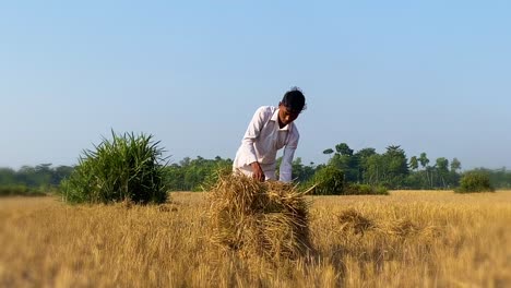 farmer's-boy-collecting-straw-from-dry-paddy-after-harvest-and-ties-it-together-to-a-hay-bale