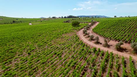Aerial-View-Of-Cauquenes-In-Maule-Valley-,Organic-Green-Vineyards-Plantations,-Chile
