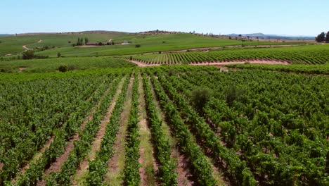 Low-aerial-establishing-shot-of-the-ripe-vineyards-in-Maule-Valley,-Chile