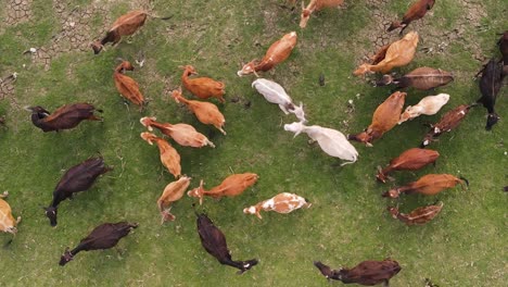 Brown-and-white-cows-graze-on-grass-in-Bangladesh,-overhead-push-in