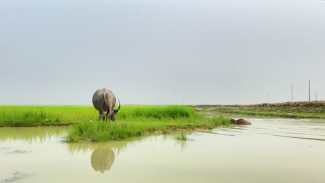 Water-buffalo-in-water-next-to-another-grazing-on-grass-in-Bangladesh