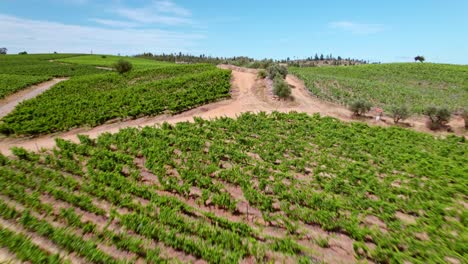 Low-aerial-dolly-shot-over-rows-of-vines-in-the-orchards-in-Maule-Valley,-Chile