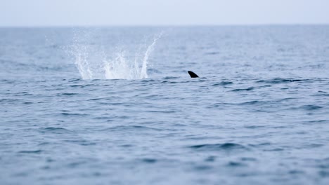 Vista-De-Cerca-De-Un-Delfín-Nadando-Junto-A-La-Superficie-Del-Agua-En-La-Isla-De-Terceira,-Azores