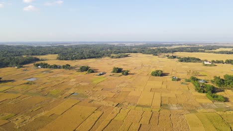 Flug-über-Großes-Reisanbauland-An-Einem-Sonnigen-Tag-In-Bangladesch-Mit-Kleinen-Bauernhöfen-Zwischen-Den-Feldern-Und-Dem-Wald-Im-Hintergrund