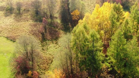 Colourful-autumn-deciduous-forest-in-Poland,-aerial-top-down-view