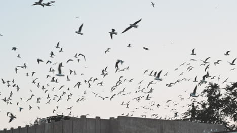 Vögel-über-Dem-Historischen-Viertel-Al-Fahidi-In-Dubai,-Vereinigte-Arabische-Emirate