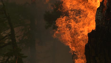 Holzverbrennung-Während-Eines-Großen-Waldbrandes