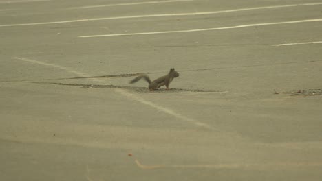 squirrel-running-through-park---hd