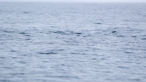 Delfines-Nadando-En-La-Superficie-Del-Agua-En-El-Mar-En-La-Isla-De-Terceira,-Azores---Cerrar
