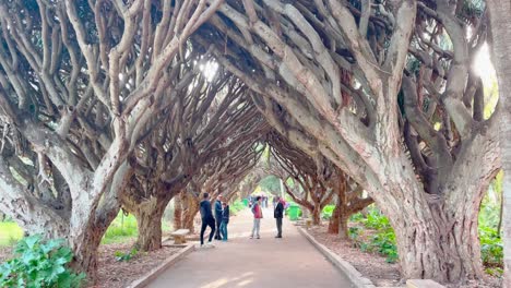 Hammas-Test-Garden:-Ein-Botanisches-Wunderland-In-Algier-#algiers-#hammasgarden-#travelalgeria-#northafrica-#exploreafrica