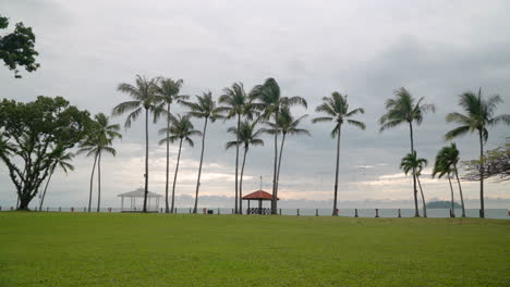 Tanjung-Aru-Beach--Tall-Coconut-Palms-with-Overcast-Cloudy-Skyline-at-Sunset---establishing-shot