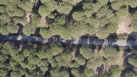 Aerial-descending-view-above-motorhome-campervan-driving-long-road-through-woodland-trees-in-rural-countryside-road-trip,-Spain
