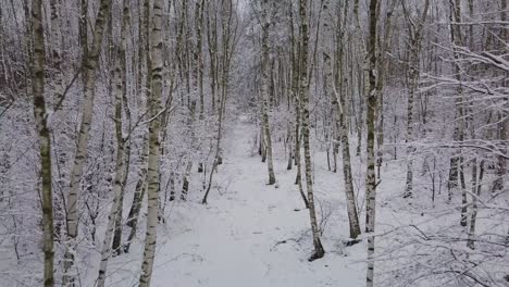 Paisaje-De-árbol-Natural-Cubierto-De-Nieve-Blanca-Caminando-Solo-Punto-De-Vista