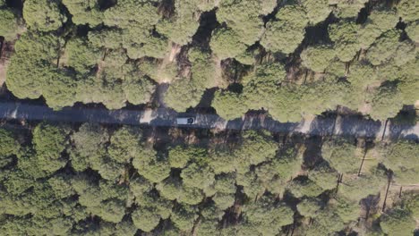 Aerial-Birdseye-view-over-motorhome-campervan-driving-long-road-through-woodland-trees-in-rural-countryside-road-trip,-Spain