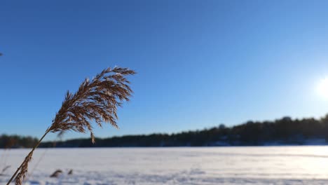Winter-landscape-with-water-reed-waving-in-wind