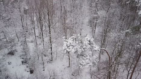 aerial-footage-of-frozen-forest,-scenic-winter-landscape-sad-lonely-depressive-mood-concept