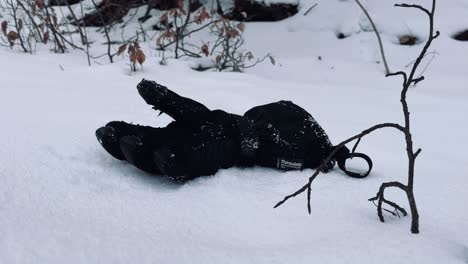 Black-glove-lies-alone-in-the-deep-snow-in-the-forest-with-plants-in-the-background-in-winter