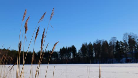 Water-reeds-at-beautiful-winter-landscape
