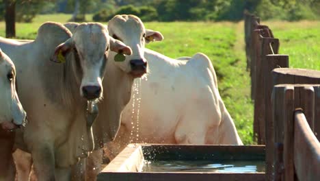 Thirsty-Nelore-Cows-Drinking-in-Pasture,-Brazil,-Medium-Shot