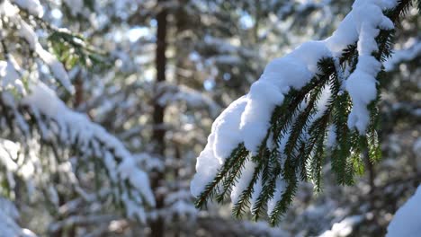 Winter-forest-landscape-with-fir-tree-branch-covered-in-snow