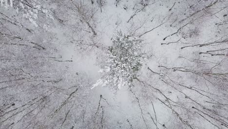 drone-rotate-above-a-white-snow-covered-forest-with-tree,-scenic-winter-natural-relaxing-landscape