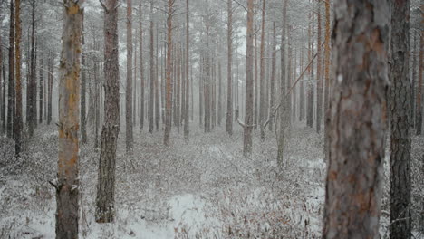 Swamp-forest-of-Lithuania-in-the-month-of-March