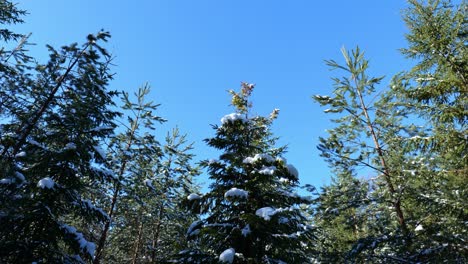 Schneebedeckte-Kiefern-Im-Winter-Im-Nationalpark,-Während-Die-Kamera-Nach-Links-Schwenkt
