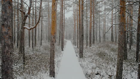 Bosque-Pantanoso-De-Lituania-En-El-Mes-De-Marzo