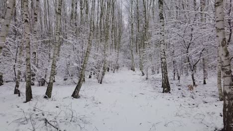 walking-alone-POV-in-snow-covered-path-in-to-the-natural-park-forest,-loneliness-sadness-depression-and-sorrow-concept