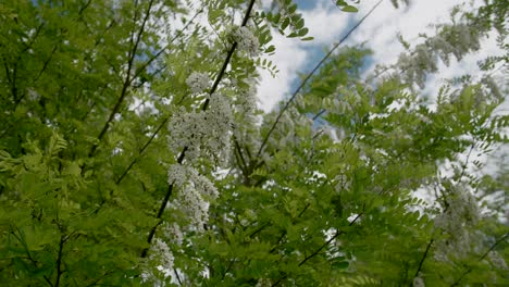 White-flowers-on-Black-locust-tree-branches,-close-up-focus-shift
