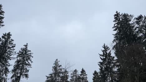 Verschiedene-Bäume-Im-Winter,-Tannen-Und-Laubbäume-Vor-Einem-Bedeckten-Himmel