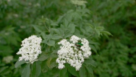 Metallic-green-beetles-on-white-flower,-wide-view