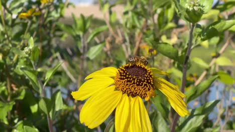 Honigbiene-Sammelt-Pollen-Auf-Einer-Gelben-Blume