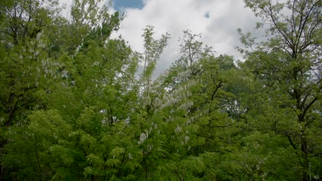 Copas-De-árboles-De-Acacia-Negra-Con-Exuberantes-Hojas-Verdes-Y-Flores-Blancas