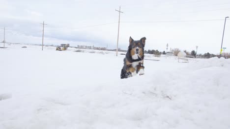 Perro-Corriendo-Banco-De-Nieve-En-Cámara-Lenta