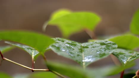 Nature-leaves-with-rain-side-close-up-shot