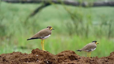 Yellow-wattled-Lapwing-.