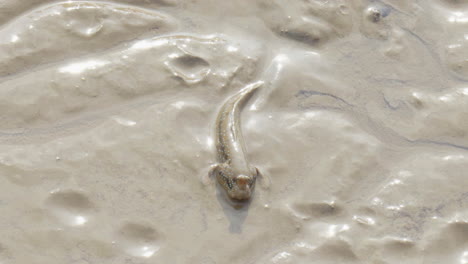 Closeup-of-an-periophtalmus-jumping-in-the-mud-in-Thailand