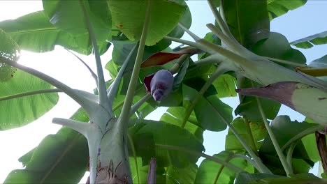 Bananenfarm,-Bananenplantagen